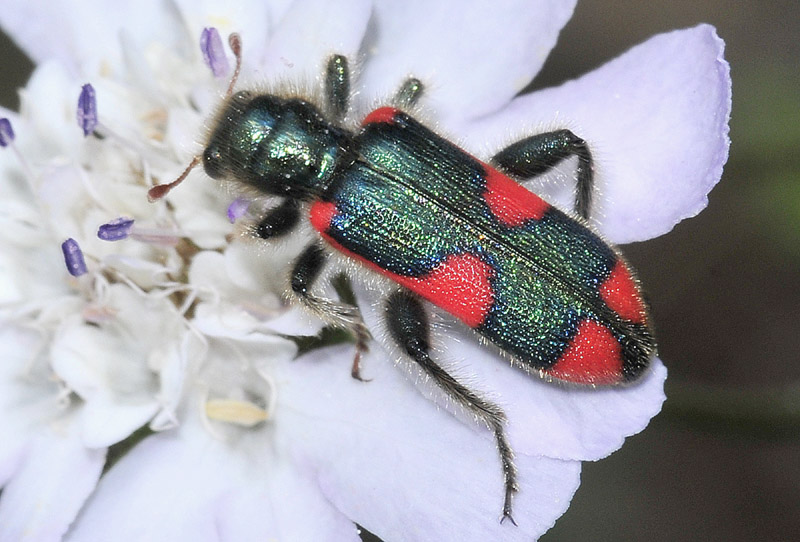 Trichodes dalla Grecia: T. nobilis (cf.), Cleridae